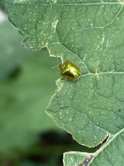 Charidotella succinea