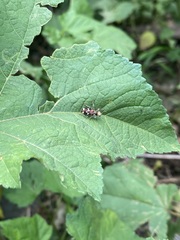Enoclerus bombycinus