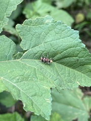 Enoclerus bombycinus