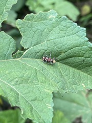Enoclerus bombycinus