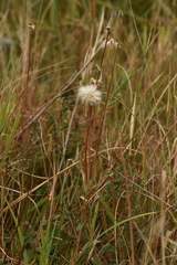 Scorzonera parviflora