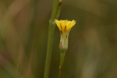 Scorzonera parviflora