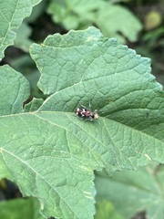Enoclerus bombycinus
