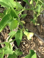 Physalis cinerascens spathulifolia