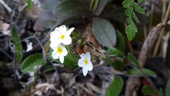 Myosotis brockiei dysis