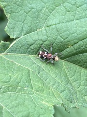 Enoclerus bombycinus