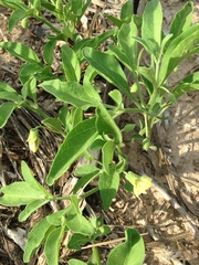 Physalis cinerascens spathulifolia