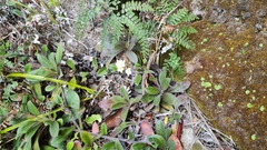 Myosotis brockiei dysis