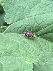 Enoclerus bombycinus