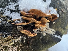 Gloeophyllum sepiarium