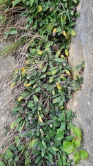 Myosotis brockiei dysis