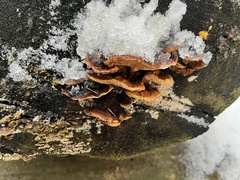 Gloeophyllum sepiarium