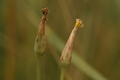 Scorzonera parviflora