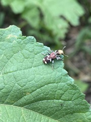 Enoclerus bombycinus
