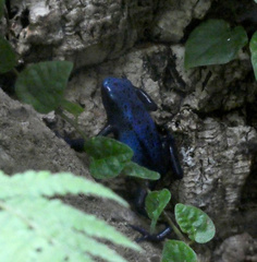 Dendrobates tinctorius