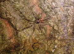 Dicranopalpus larvatus