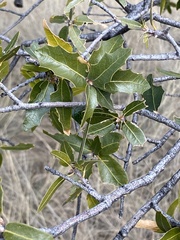 Quercus emoryi