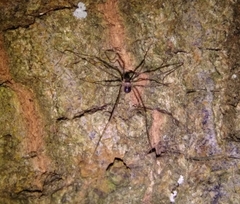 Dicranopalpus larvatus