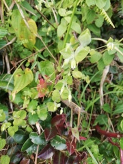Stellaria cuspidata