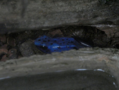 Dendrobates tinctorius