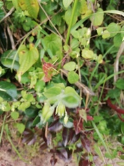 Stellaria cuspidata