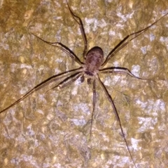 Dicranopalpus larvatus