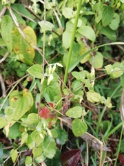 Stellaria cuspidata