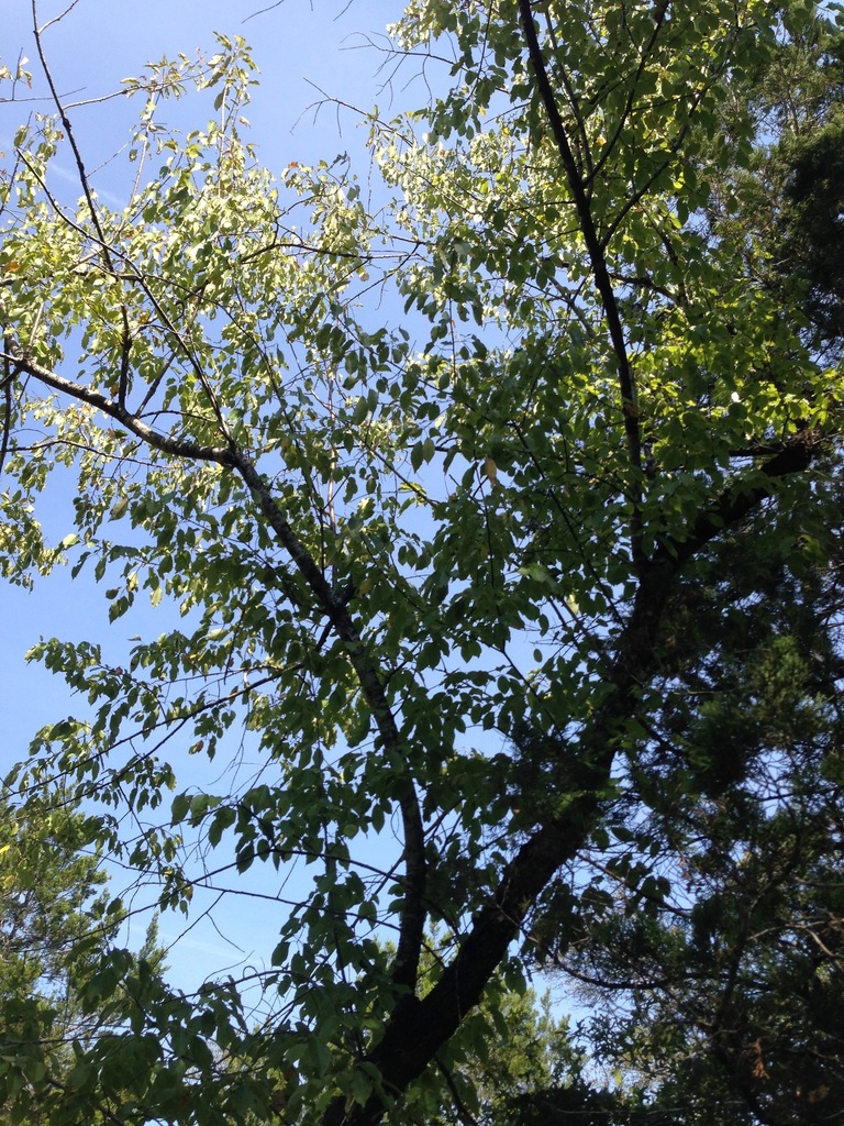 Escarpment black cherry from Travis, Texas, United States on October 10 ...