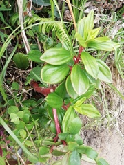 Peperomia galioides