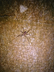 Dicranopalpus larvatus