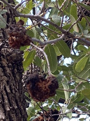 Aceria parapopuli
