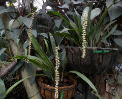 Dendrochilum glumaceum