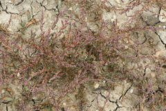 Suaeda pannonica