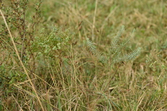 Euphorbia seguieriana