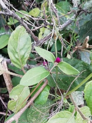 Alternanthera porrigens