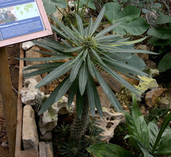 Pachypodium lamerei