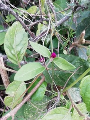 Alternanthera porrigens