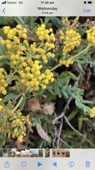 Senecio odoratus