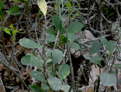 Alluaudia procera