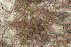 Suaeda pannonica