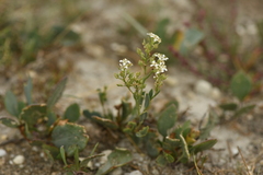 Lepidium cartilagineum