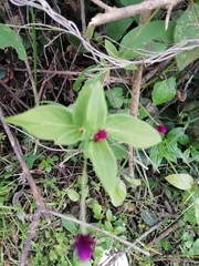 Alternanthera porrigens