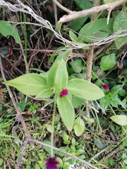 Alternanthera porrigens