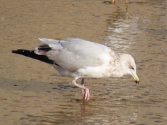 Larus argentatus argenteus
