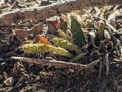 Opuntia repens