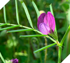Vicia peregrina
