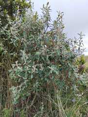 Rhodomyrtus tomentosa