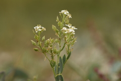Lepidium cartilagineum