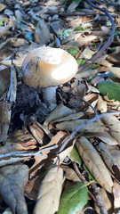 Amanita velosa