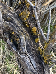 Candelariella rosulans